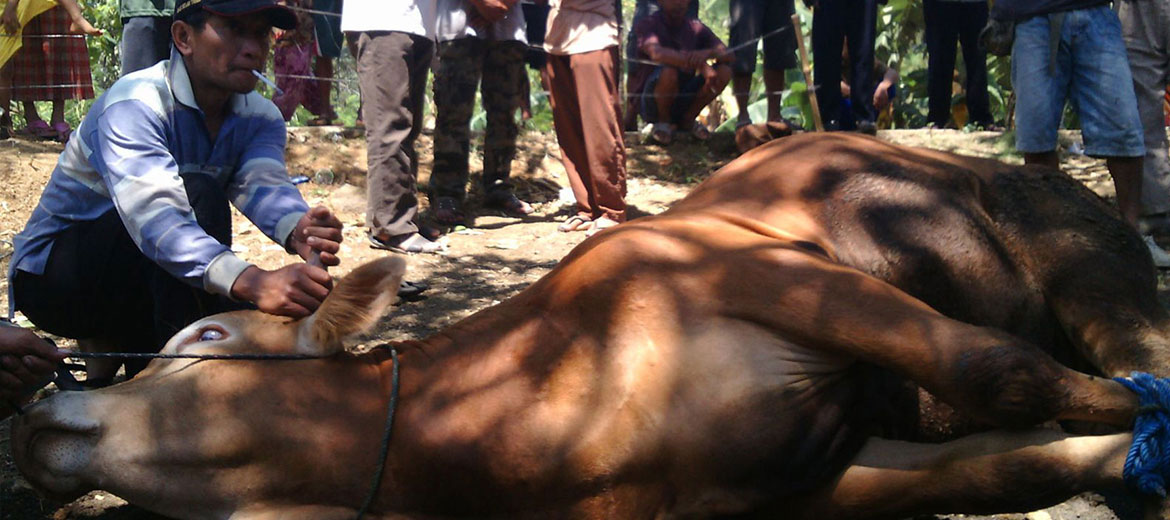 Berbagi Bersinergi, TSI tebar Hewan Qurban